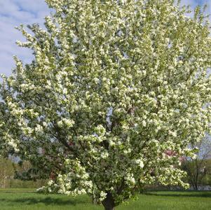 Malus 'Spring Snow'