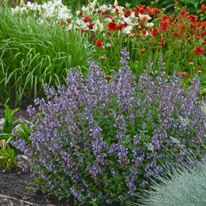 Nepeta faassenii 'Purrsian Blue'