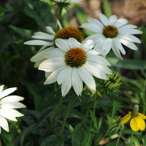 Echinacea Pow Wow® White