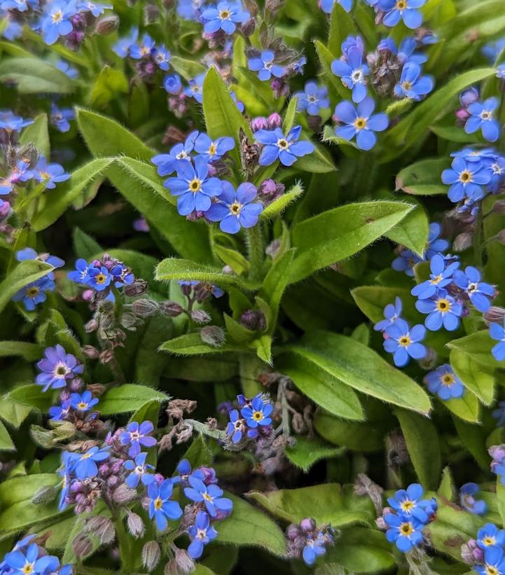 Myosotis sylvatica Mon Amie Blue