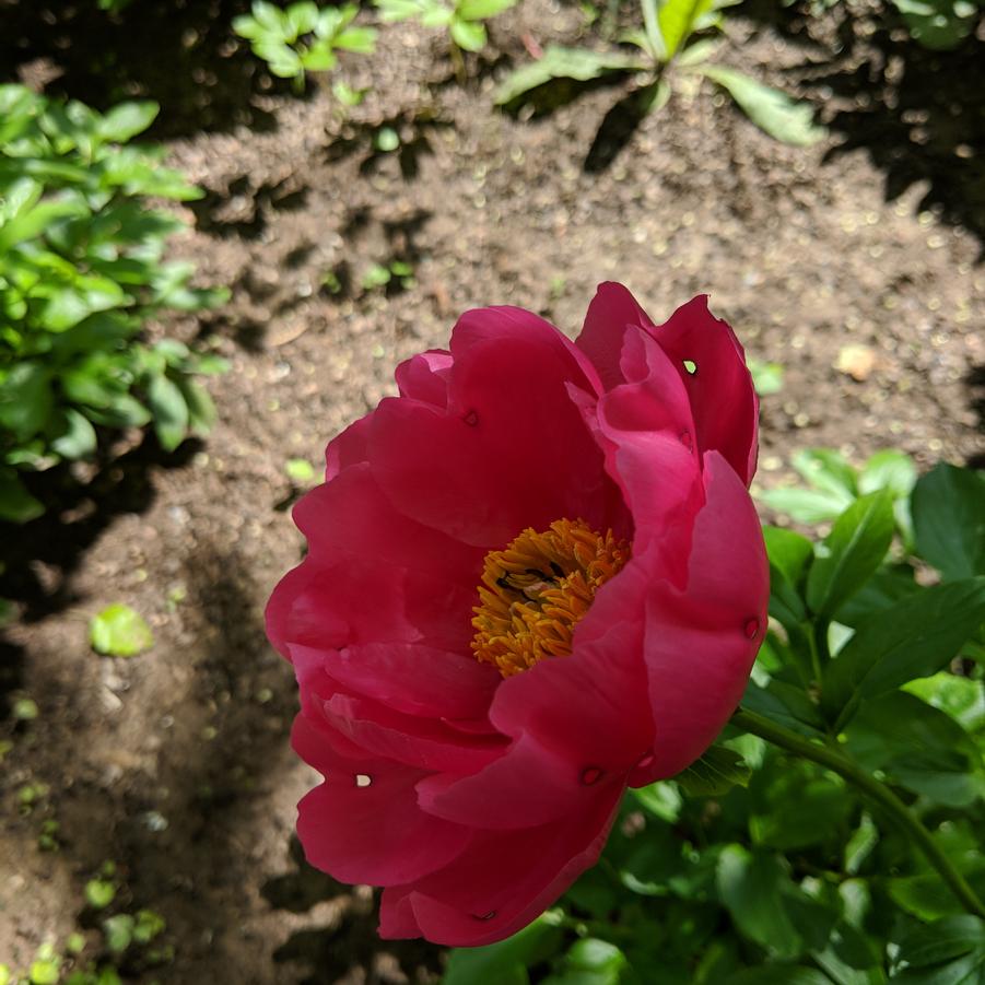 Paeonia lactiflora Paula Fay