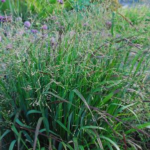 Panicum virgatum Cape Breeze