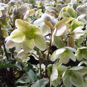 Helleborus Ivory Prince