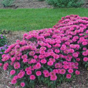 Monarda Sugar Buzz™ Bubblegum Blast