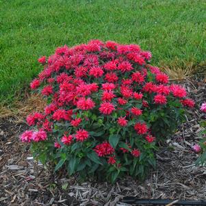 Monarda Sugar Buzz™ Cherry Pops