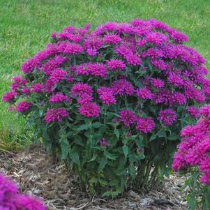 Monarda Sugar Buzz™ Grape Gumball