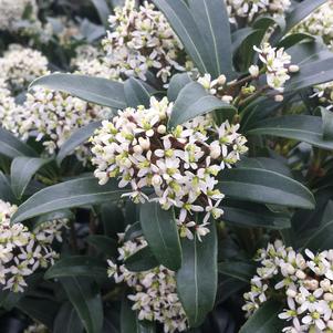 Skimmia japonica 