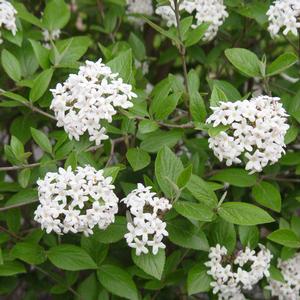 Viburnum x burkwoodii