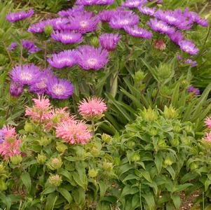 Stokesia 'Honeysong Purple'