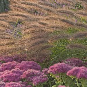 Pennisetum alopecuroides Red Head