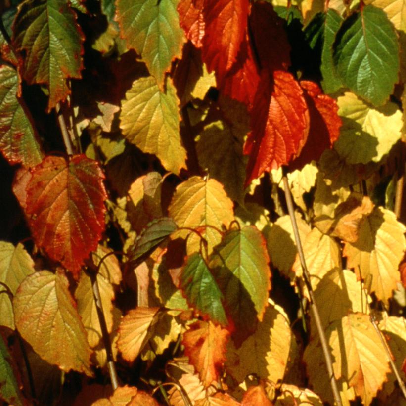 Viburnum dentatum Autumn Jazz™