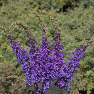 Buddleia x Lo & Behold® Lo & Behold® 'Blue Chip Jr.'