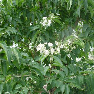 Heptacodium miconioides 