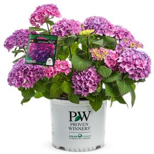 Hydrangea macrophylla Let's Dance® Rave®