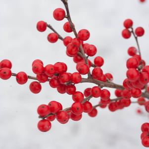 Ilex verticillata Berry Poppins®