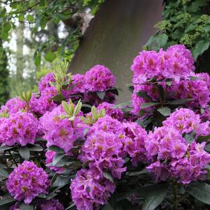 Rhododendron x Dandy Man® Purple