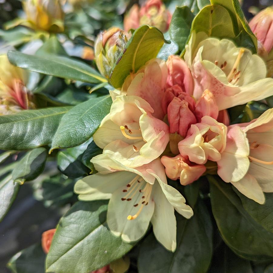 Rhododendron yak. Miyama Miyama 'Gold Prinz'