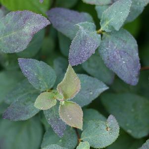 Spiraea media Double Play® Double Play® Blue Kazoo®