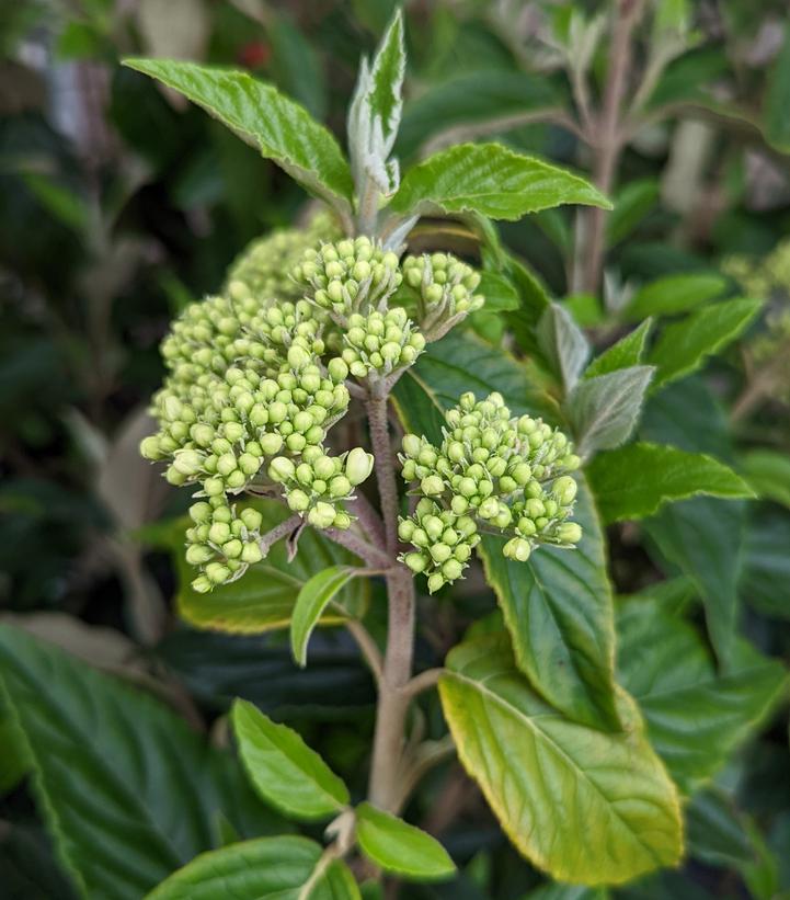 Viburnum x 'Nantucket'