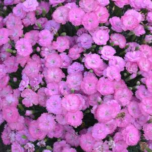 Dianthus hybrid Fruit Punch® Fruit Punch® Sweetie Pie