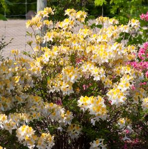 Azalea Northern Hi-Lights