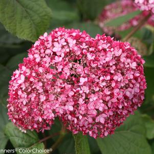 Hydrangea arborescens Invincibelle® Invincibelle® Spirit Ⅱ