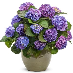 Hydrangea mac. Let's Dance® Let's Dance® Blue Jangles®