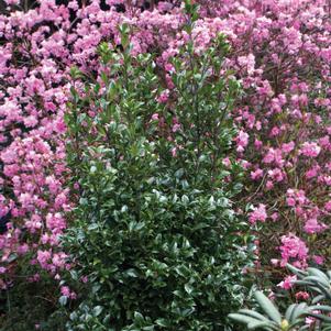 Ilex x meserveae Castle Wall®