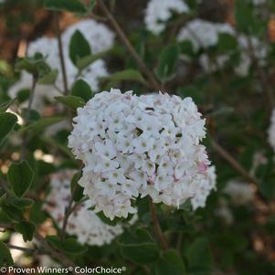 Viburnum carlesii Spice Baby™