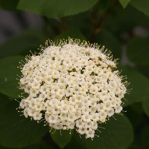 Viburnum Red Balloon™