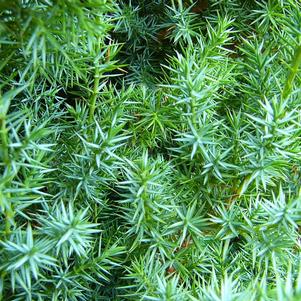 Juniperus x Star Power®