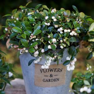 Gaultheria procumbens Peppermint Pearl