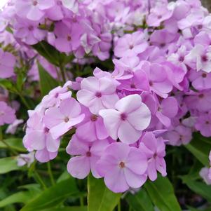 Phlox hybrid Opening Act Blush