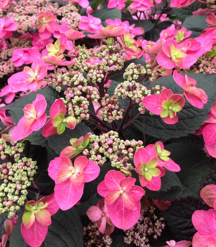 Hydrangea serrata Tuff Stuff™ Red