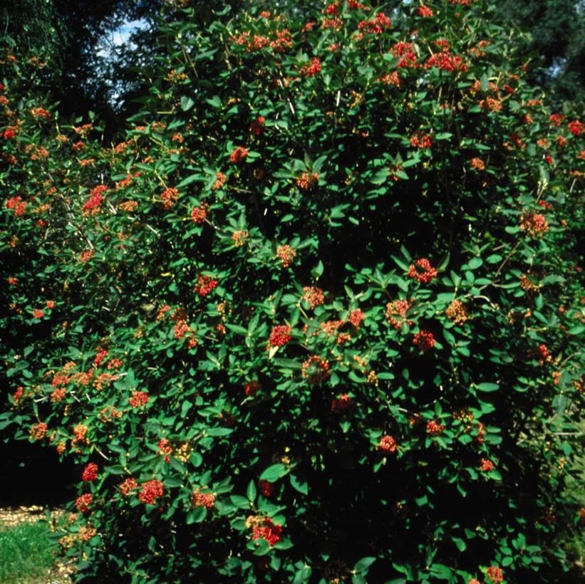 Viburnum x hytidophylloides Allegany