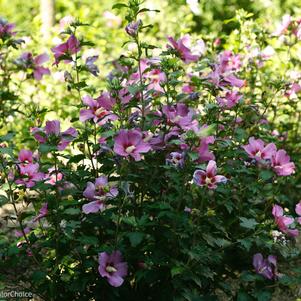 Hibiscus syriacus Purple Satin®