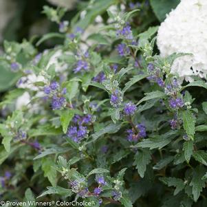 Caryopteris x clandonensis Beyond Midnight®