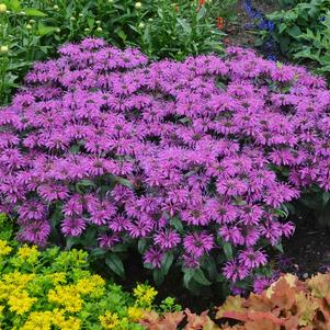 Monarda hybrid Leading Lady Plum