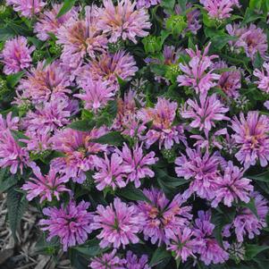 Monarda didyma Pardon My Lavender