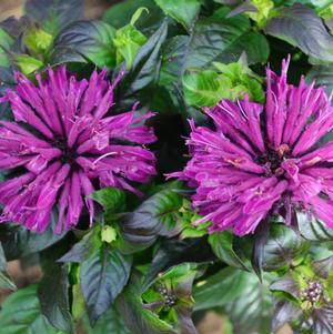 Monarda Sugar Buzz™ Rockin' Raspberry