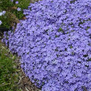 Phlox x 'Violet Pinwheels'