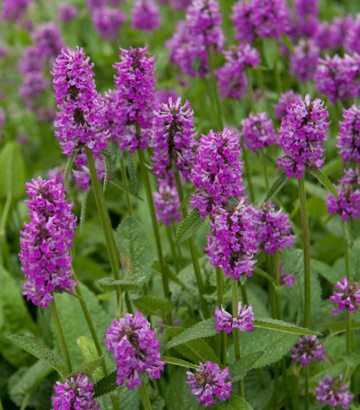 Stachys monieri 'Hummelo'