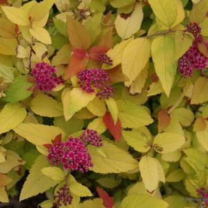 Spiraea jap. Double Play® Candy Corn®