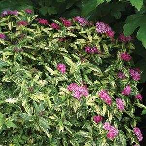 Spiraea jap. Double Play® Double Play® Painted Lady™