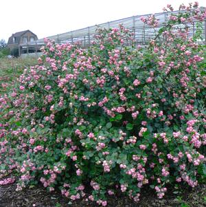 Symphoricarpos x Proud Berry®
