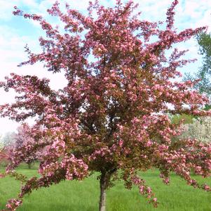 Malus Red Splendor