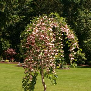 Styrax jap. Marley's Pink Parasol®