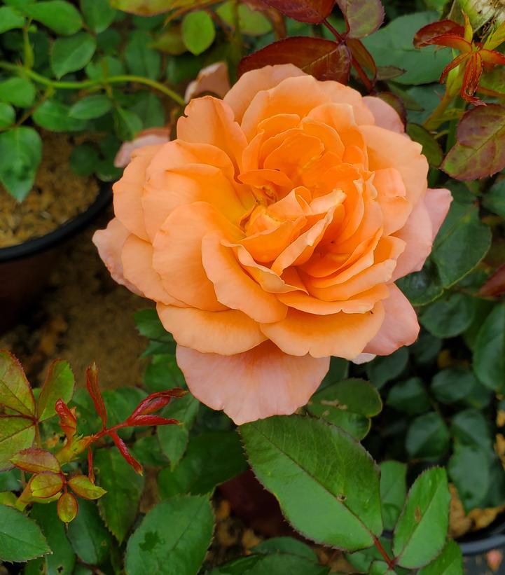 Rosa Sweet Fragrance