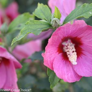 Hibiscus syriacus Lil' Kim® Lil' Kim® Red