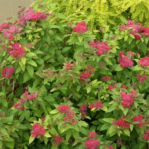 Spiraea jap. Double Play® Double Play® Red